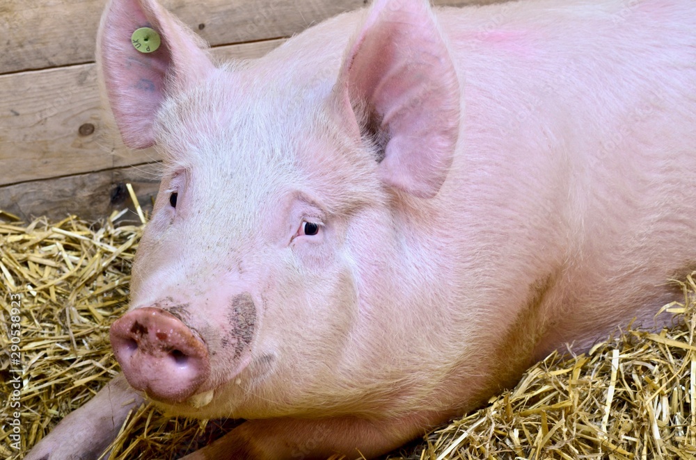 pig on the farm pig on the farm