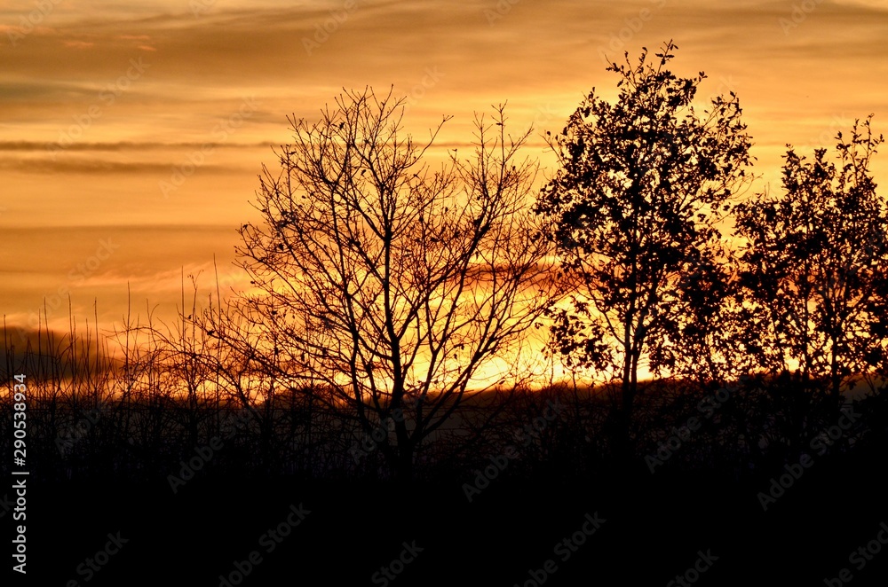 Sunset over the Hedgerow