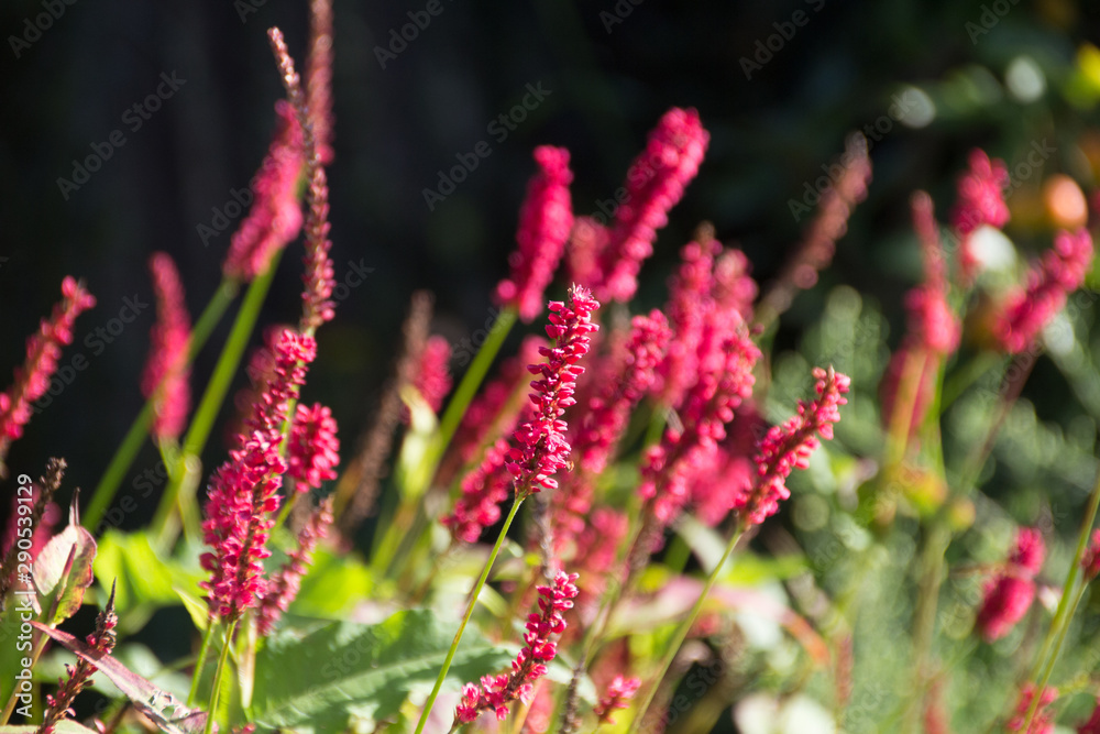 Flowering flames of the knotweed Persicaria amplexicaulis firetail in the morning light Flowering flames of the knotweed Persicaria amplexicaulis firetail in the morning light