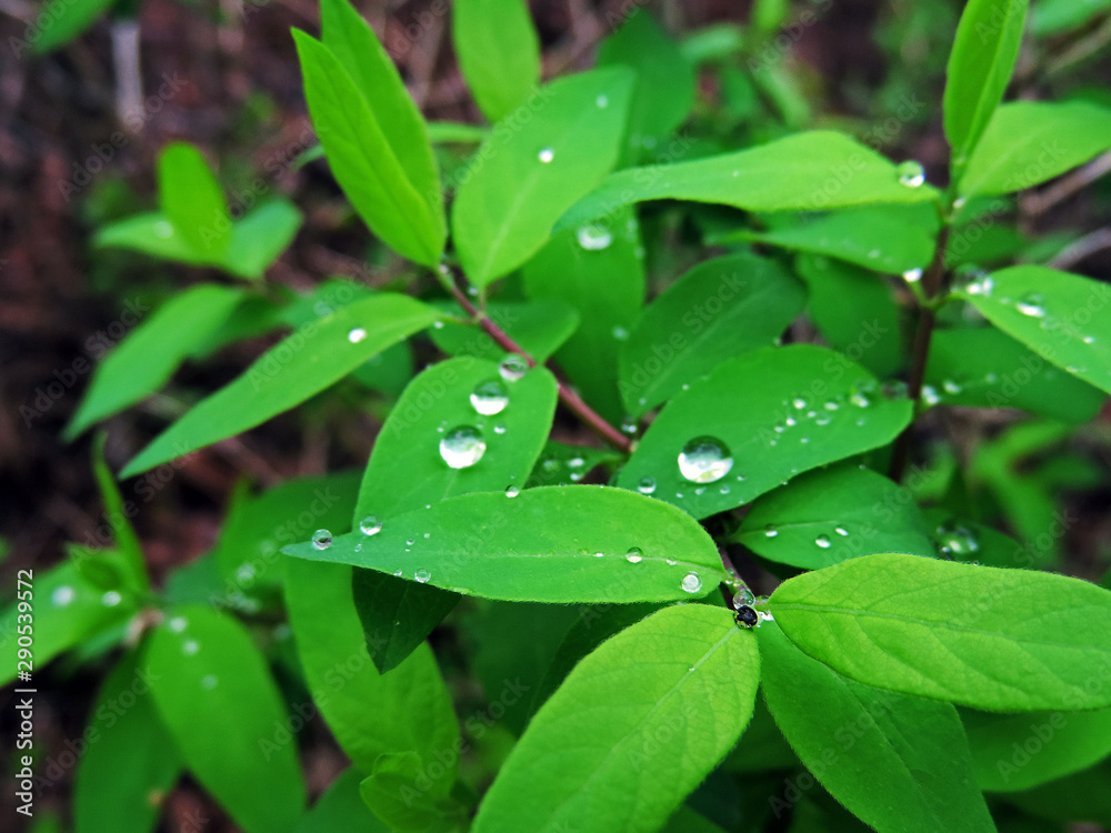 Rain drops on green leaves.