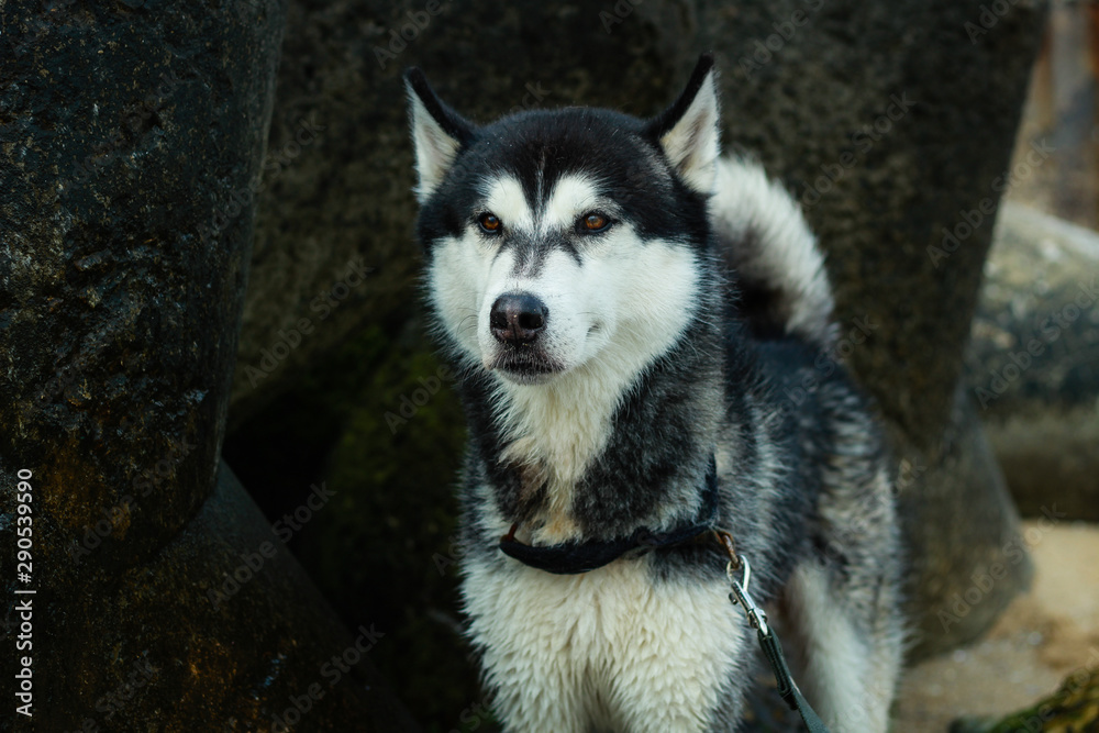 Black and white husky. Cheerful dog travels the world. Sea and botanical garden. Bulgaria.