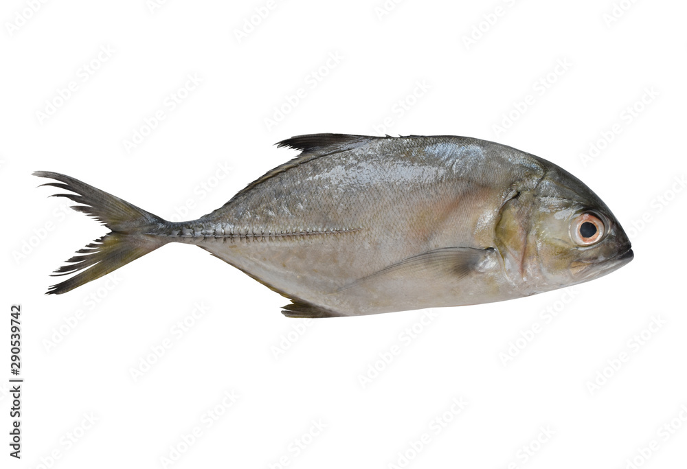 Longfin trevally or Giant kingfish (Caranx ignobilis) is marine animal on white background with clipping path. Longfin trevally or Giant kingfish (Caranx ignobilis) is marine animal on white background with clipping path.