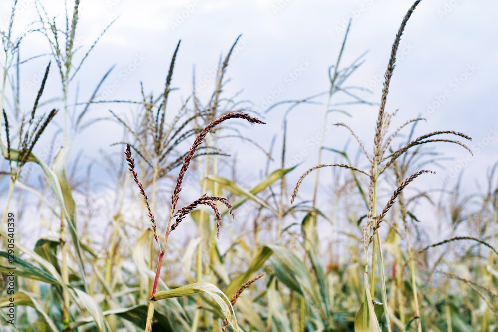 Fototapeta premium Corn in the field on background of blue sky