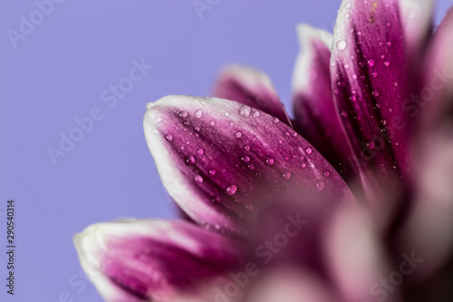 closeup of pink flower on purple background