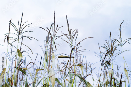 Corn in the field on background of blue sky
