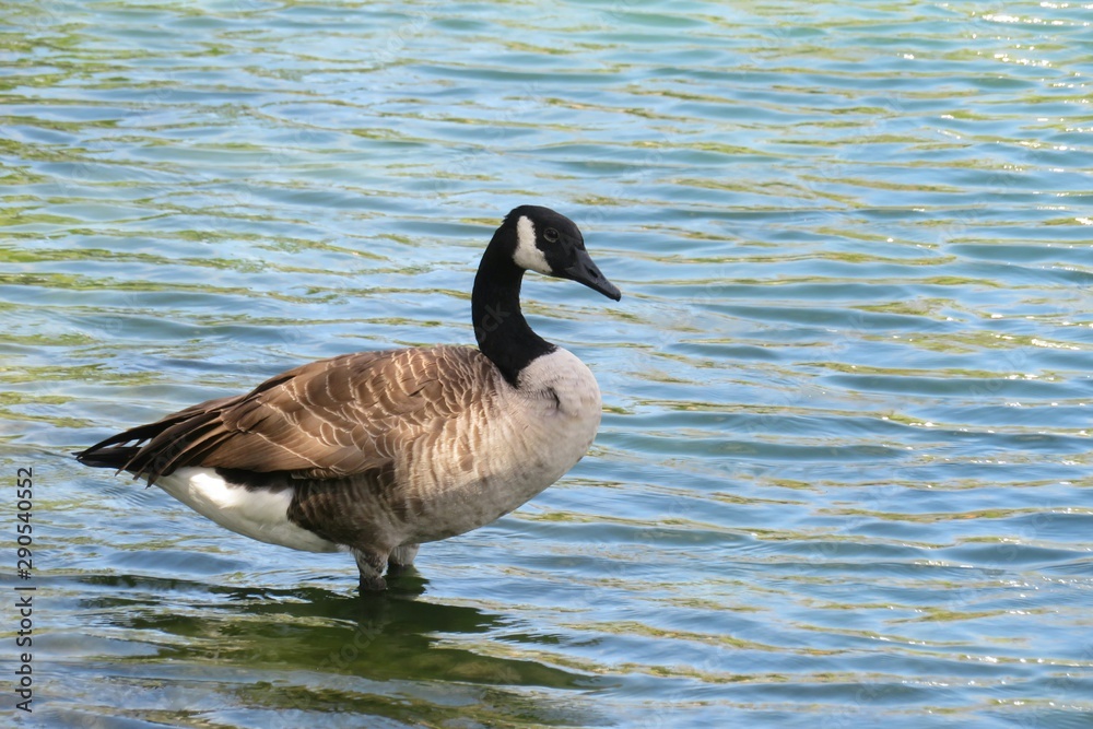 Canadian goose on blue river water background in Florida nature, closeup Canadian goose on blue river water background in Florida nature, closeup