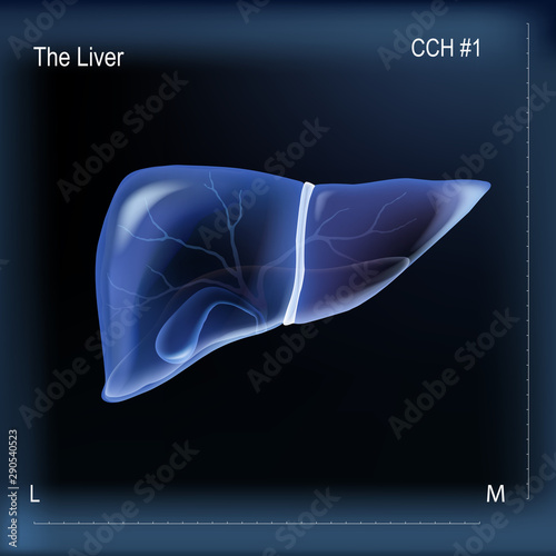 Realistic liver and gallbladder on dark blue bacground