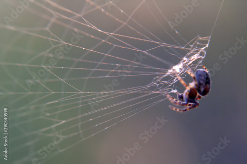 background spider web in morning dew drops on green grass. sun glare © Lyubov Furs