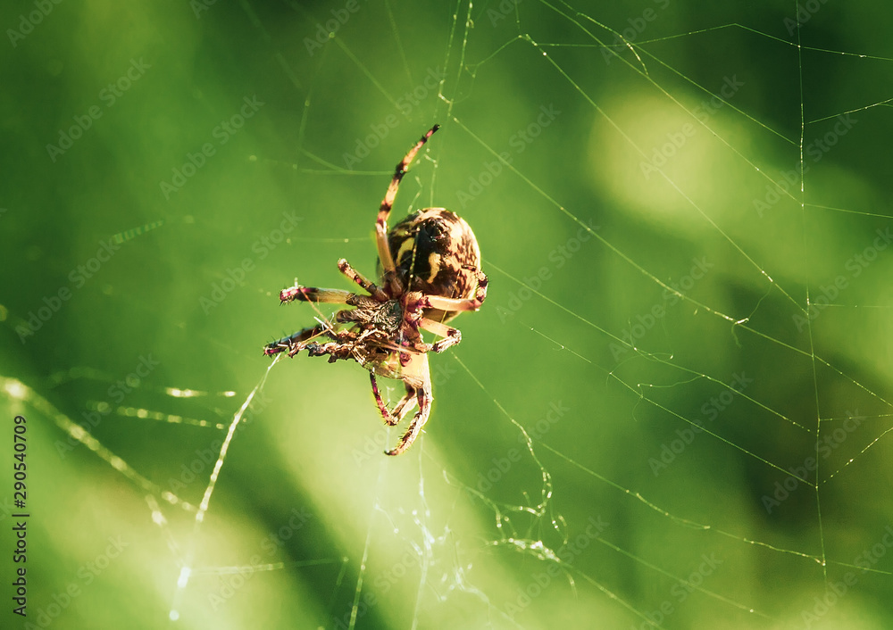 background spider web in morning dew drops on green grass. sun glare