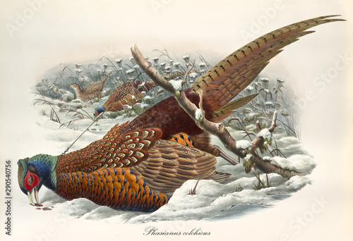 dead pheasant after beeng trapped in the snow with a wire. Vintage style detailed watercolor illustration of Common Pheasant (Phasianus colchicus. By John Gould publ. In London 1862 - 1873 photo