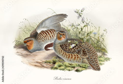 Canvas Print Gray partridge brown streaked and its partner outdoor hided in the grass