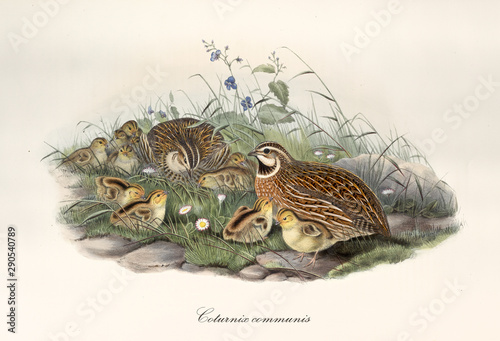 Fototapeta Quail with partner and children outdoor on a grassy and stony ground