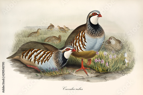 Couple of partridges and other exemplars little far in the grass. Vintage style detailed watercolor illustration of Red-Legged Patridge (Alectoris rufa). By John Gould publ. In London 1862 - 1873 photo