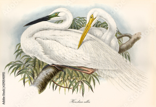 Couple of great egrets on a branch. Vintage watercolor style illustration, richly detailed, of Great Egret (Ardea alba). By John Gould publ. In London 1862 - 1873