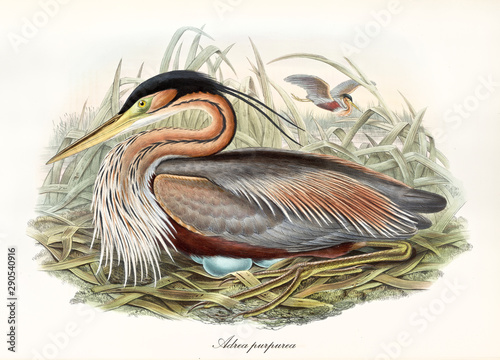 Εκτύπωση καμβά Heron brooding hidden in the high grass near to a pond