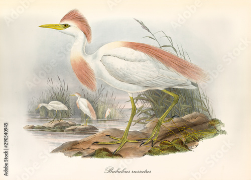 Fényképezés Cattle egret, profile view displayed, with its pinkyish crest in its acquatic natural environment