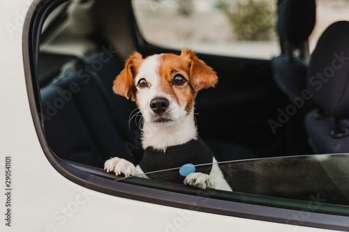 cute small jack russell dog in a car wearing a safe harness and seat belt. Ready to travel. Traveling with pets concept © Eva
