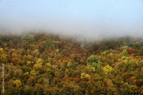 The fog is coming in autumn forest . Background, fog, forest, autumn,