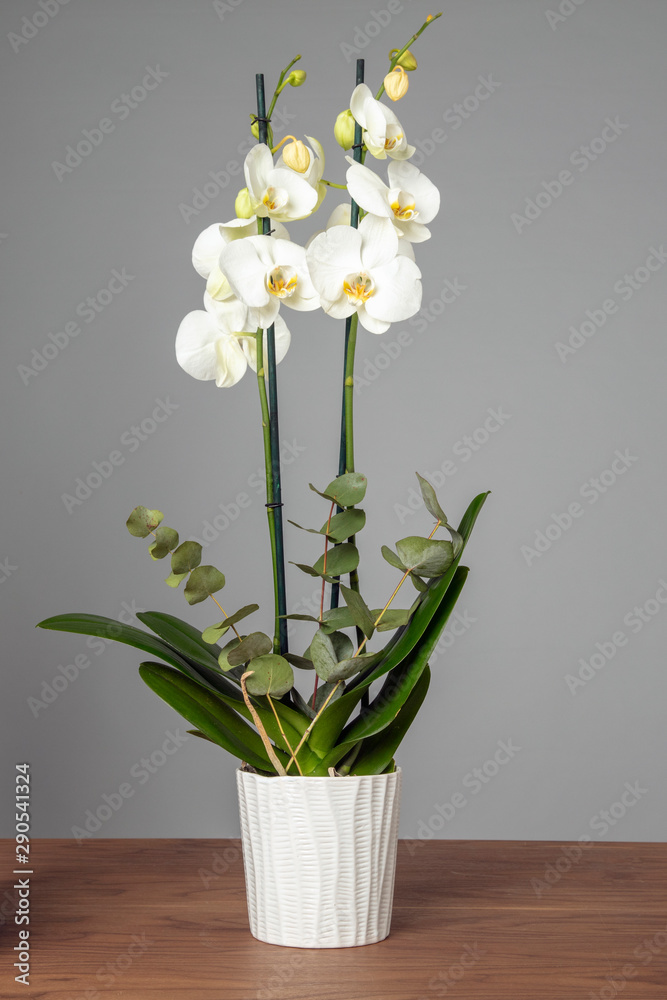 Big healthy orchid flower in a white vase on the brown wooden table with the grey isolated background Big healthy orchid flower in a white vase on the brown wooden table with the grey isolated background