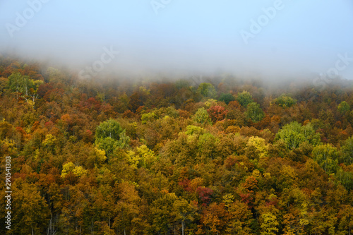 The fog is coming in autumn forest . Background, fog, forest, autumn,
