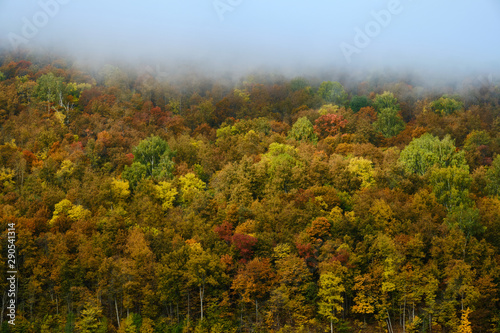 Fototapeta Naklejka Na Ścianę i Meble -  The fog is coming in autumn forest . Background, fog, forest, autumn,