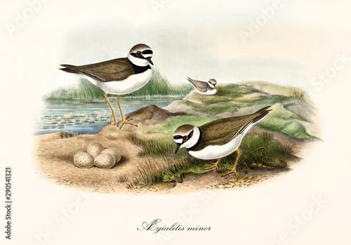 Couple of Little Ringed Plover (Charadrius dubius) birds oversee their eggs on part of an aquatic landscape. Vintage style detailed watercolor illustration by John Gould publ. In London 1862 - 1873 photo