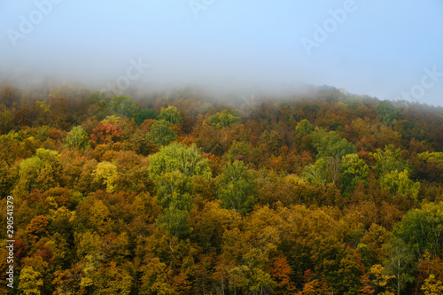 The fog is coming in autumn forest . Background, fog, forest, autumn,