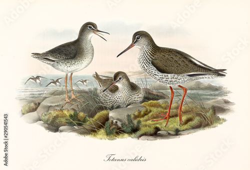 Three Common Redshank (Tringa totanus) birds on a rocky ground with the sea on background. One of them is crouched. Detailed vintage watercolor art by John Gould publ. In London 1862 - 1873 photo