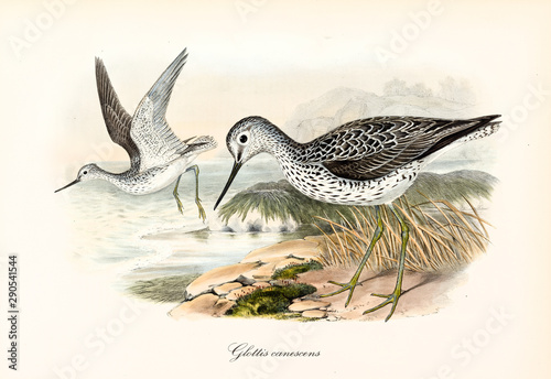 Common Greenshank (Tringa nebularia) bird takes fly towards water while another one stays on the ground. Wildlife context. Detailed vintage watercolor art by John Gould publ. In London 1862 - 1873