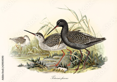 Two Spotted Redshank (Tringa erythropus) birds in the high aquatic vegetation close to a body water. Detailed vintage watercolor art by John Gould publ. In London 1862 - 1873