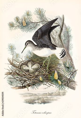Green Sandpiper (Tringa ochropus) bird landing on a pine branch to overseeing its eggs in the nest. Detailed vintage watercolor art by John Gould publ. In London 1862 - 1873
