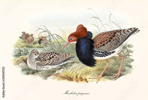 Obraz na plátně Particular bird similar to a chicken called Ruff (Calidris pugnax) walks trough the aquatic vegetation near other exemplars