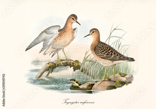 Couple of Buff-Breasted Sandpiper (Calidris subruficollis) birds on aquatic context. One of them pose with its spreading wings on a branch. Detailed art by John Gould publ. In London 1862 - 1873 photo