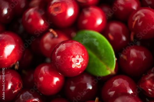 Ripe lingonberry closeup. The concept of a crop of berries, wholesome organic food. Shades of red. Cowberry, foxberry, red bilberry.