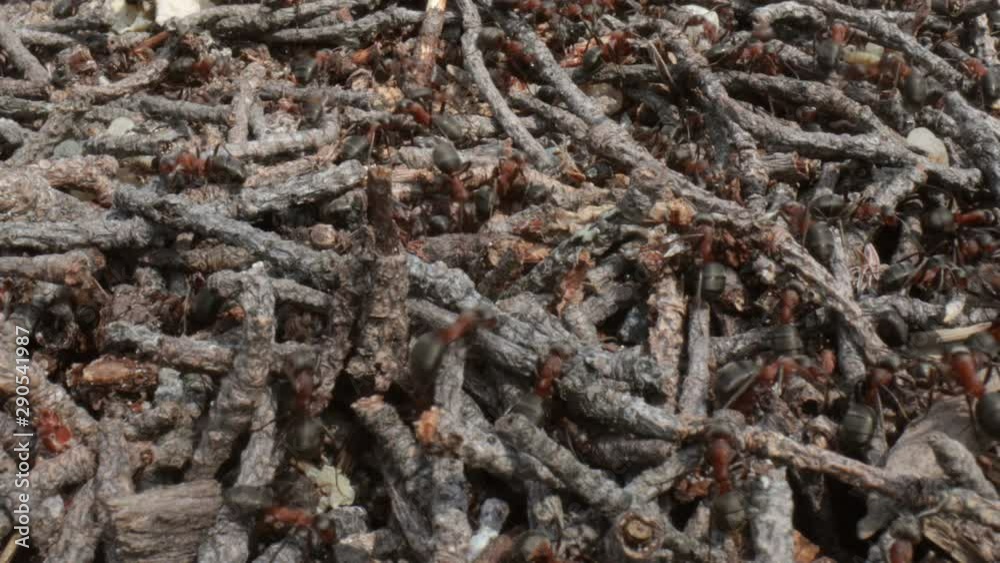 Wild ant hill in the forest super macro close-up shot Wild ant hill in the forest super macro close-up shot