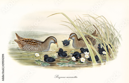 Couple of Spotted Crake (Porzana porzana) birds fooding their black plumage children in the water of a pond surrounded by aquatic vegetation. Detailed vintage art by John Gould, London 1862 - 1873