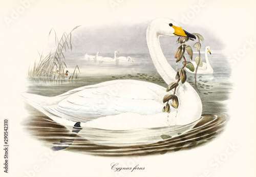 Fototapeta Naklejka Na Ścianę i Meble -  Profile of a swan called Whooper Swan (Cygnus cygnus) swimming to right in the water and carrying or eating aquatic vegetation with its beak. Detailed vintage art by John Gould In London 1862 - 1873