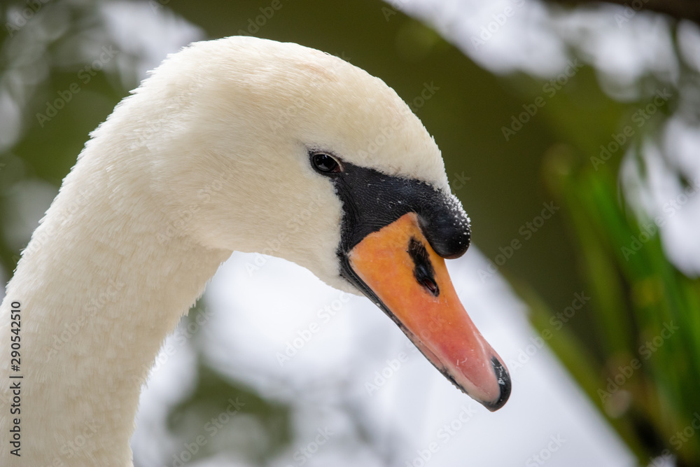 Obraz premium portrait of a swan