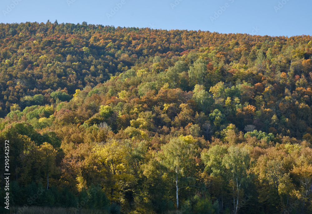 mountains in autumn forest in Sunny weather mountains in autumn forest in Sunny weather
