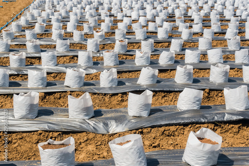 Row fo Coconut coir in nursery white bag for farm with fertigation , irrigation system to be used for growing strawberries. photo