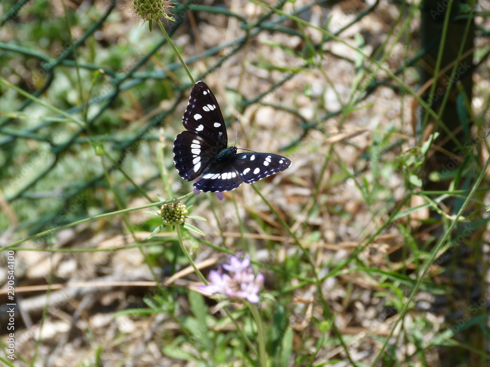 Black and white butterfly (limenitis) Black and white butterfly (limenitis)