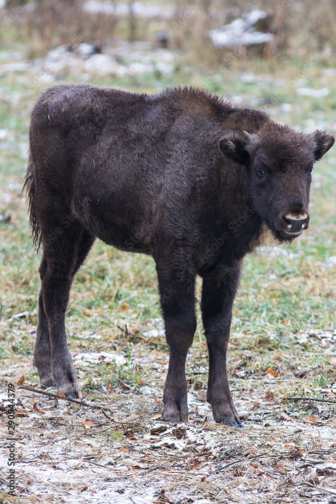 Calf of Large brown wisent or european brown bison with small horns and brown eyes in the winter forest looking at the camera. Calf of Large brown wisent or european brown bison with small horns and brown eyes in the winter forest looking at the camera.