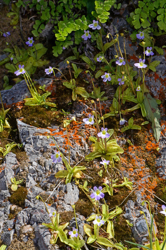 Griechisches Fettkraut (Pinguicula crystallina ssp. hirtiflora /Pinguicula hirtiflora) - Greek butterwort photo