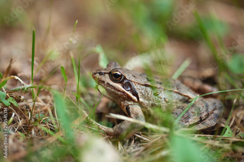young frog hiding in the grass