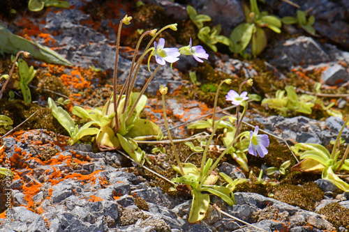 Griechisches Fettkraut (Pinguicula crystallina ssp. hirtiflora /Pinguicula hirtiflora) - Greek butterwort photo
