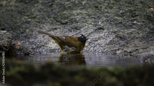 Black-crestedBulbul bathing in a pool in the forest.