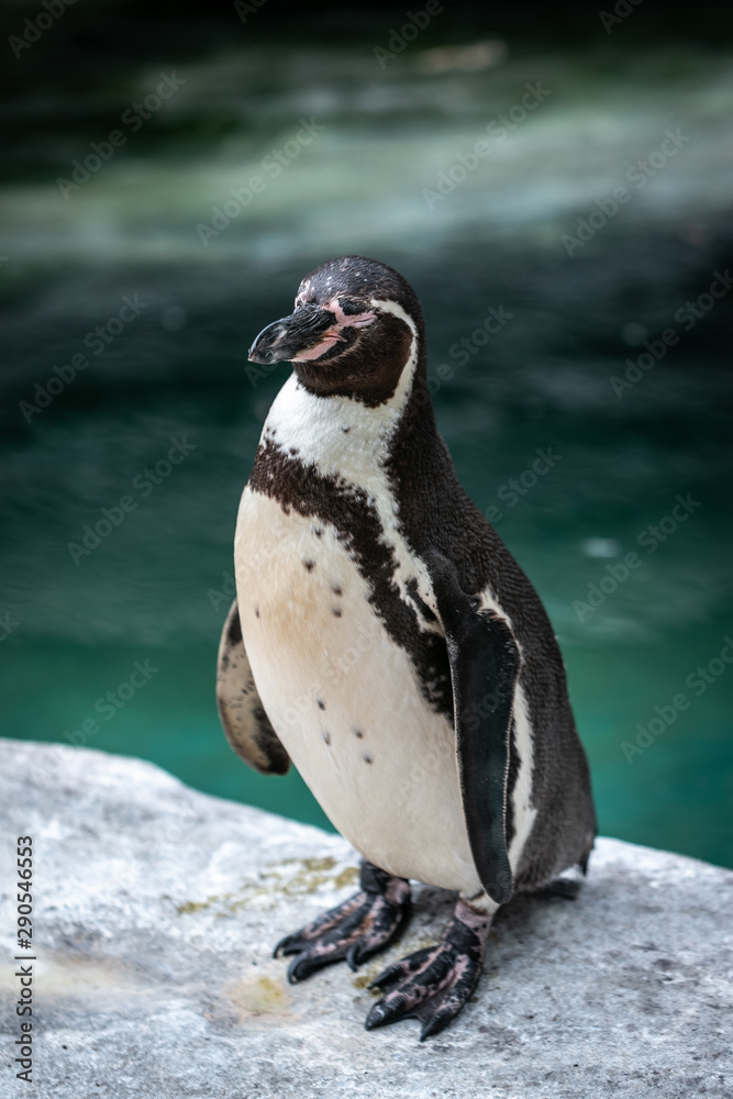 Obraz premium penguin on the rocks