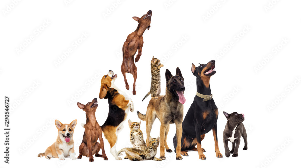 group of animals looking up on a white background
