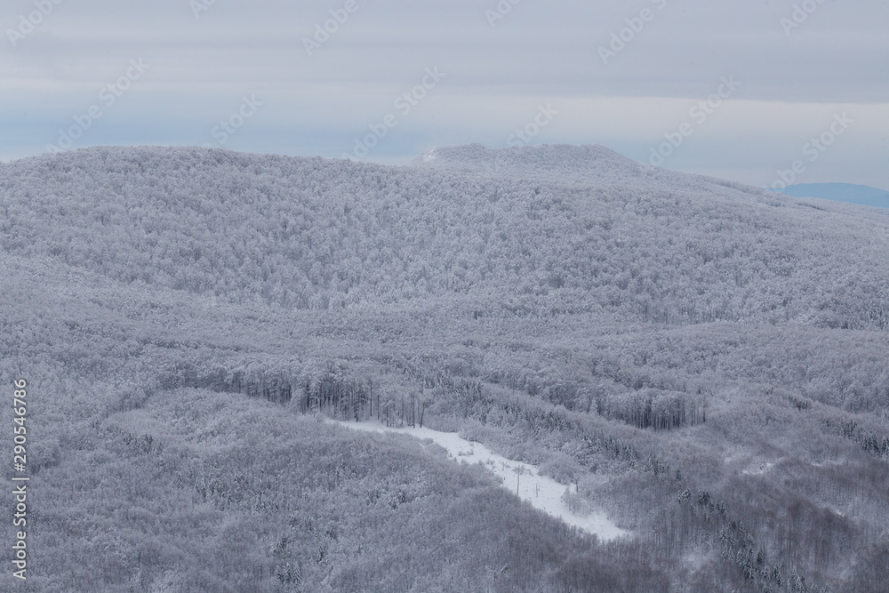 Primeval forest in Vihorlat Slovakia in winter