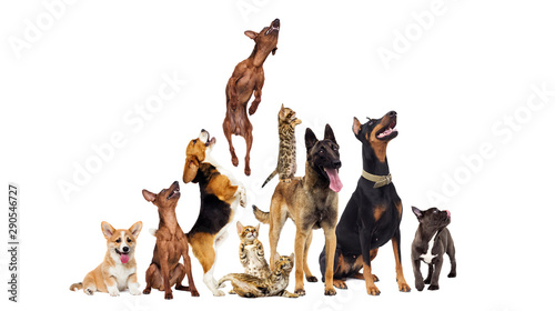 group of animals looking up...